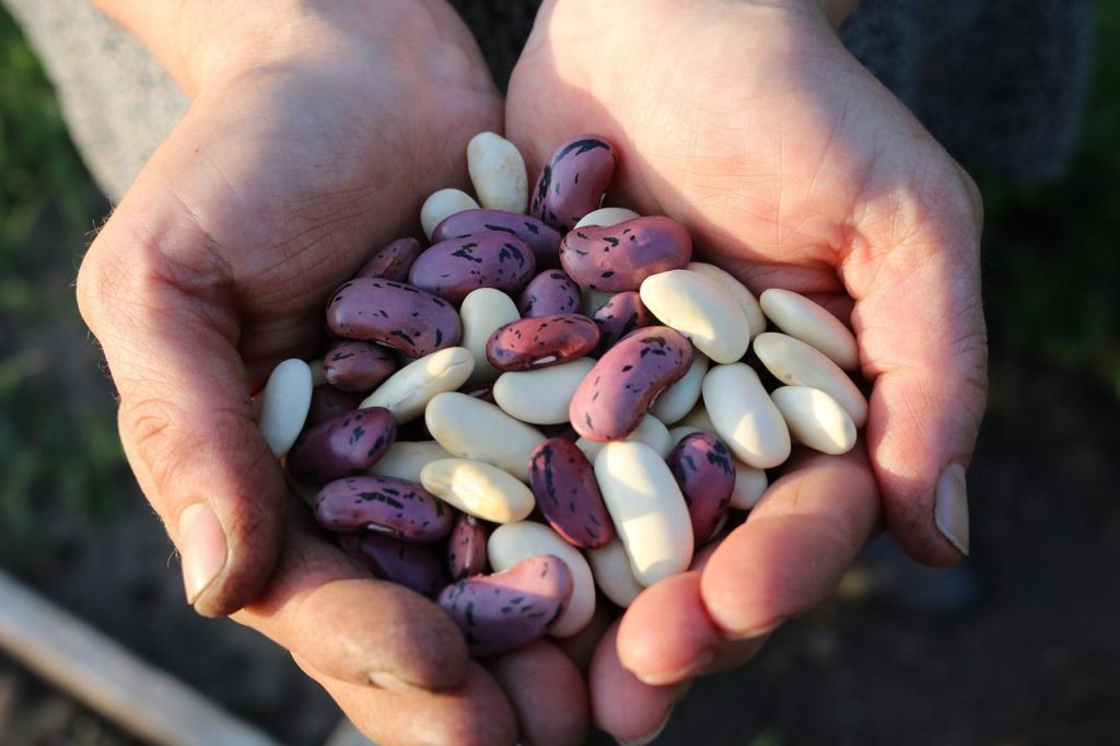 Beans in the hand