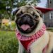 A Pug dog wearing a costume