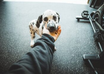 are dog owners healthier - The Importance of Dogs in Our Lives