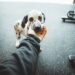 are dog owners healthier - The Importance of Dogs in Our Lives