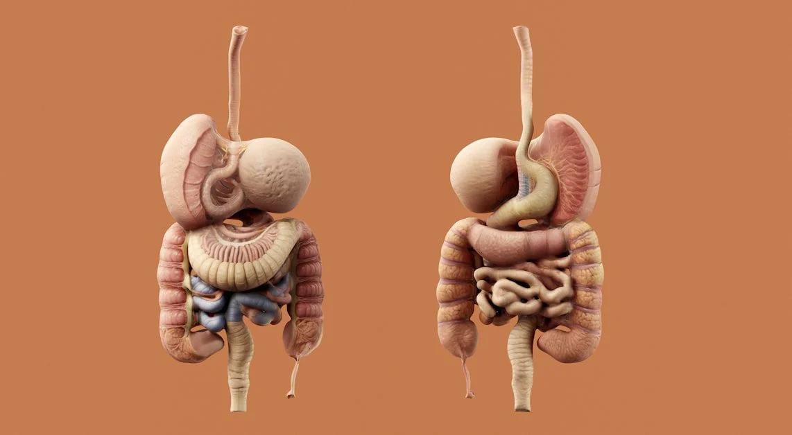 The Gut-Skin Axis Explained - gut health foods for clear glowing skin