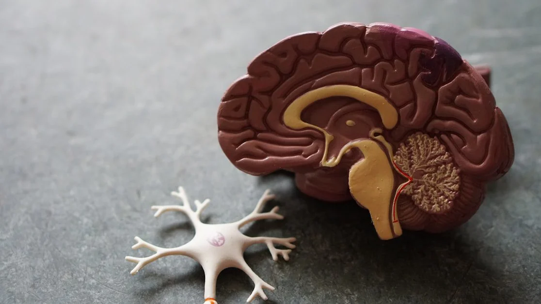 What Is Nervous System Dysregulation? - how to regulate nervous system anxiety