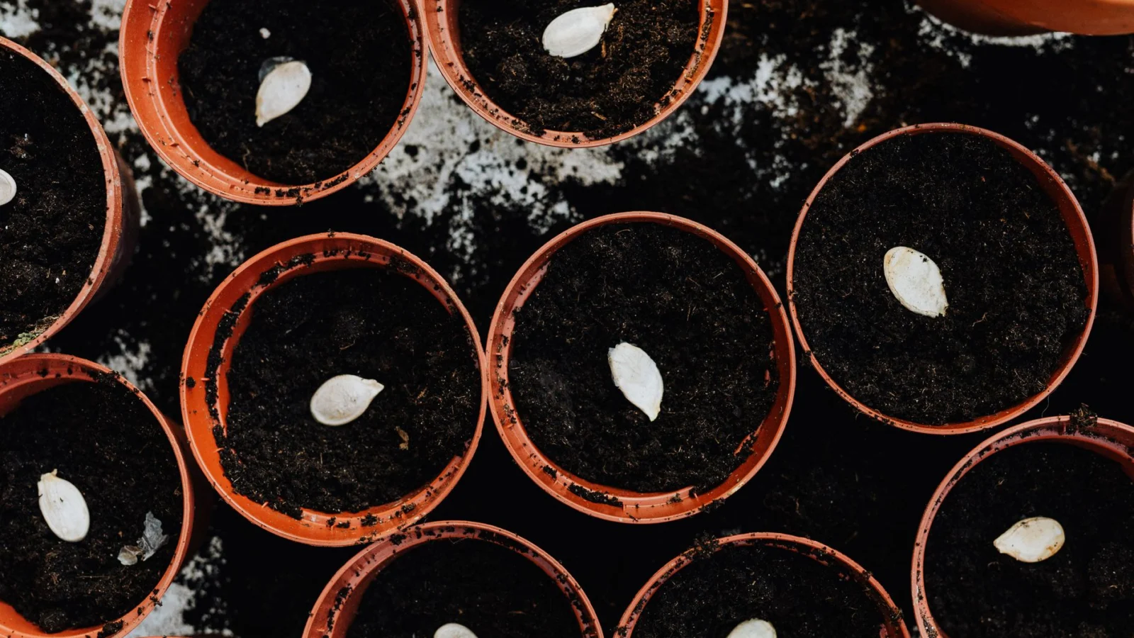What Is Seed Cycling - seed cycling for hormone balance