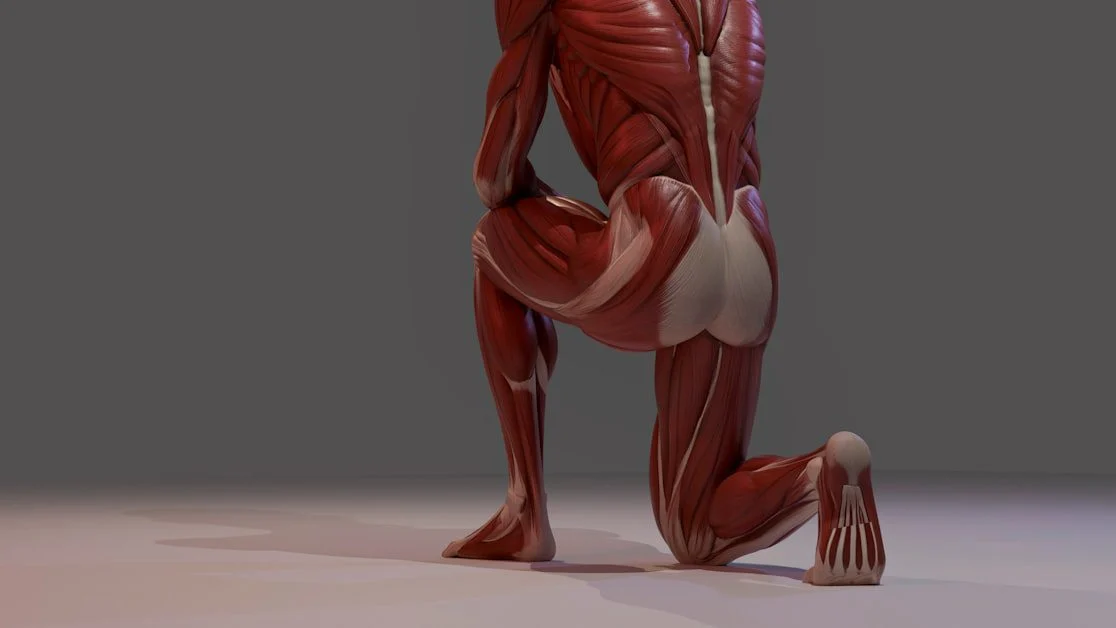 Sciatica vs Piriformis Syndrome: What Piriformis Syndrome Actually Is - sciatica vs piriformis syndrome