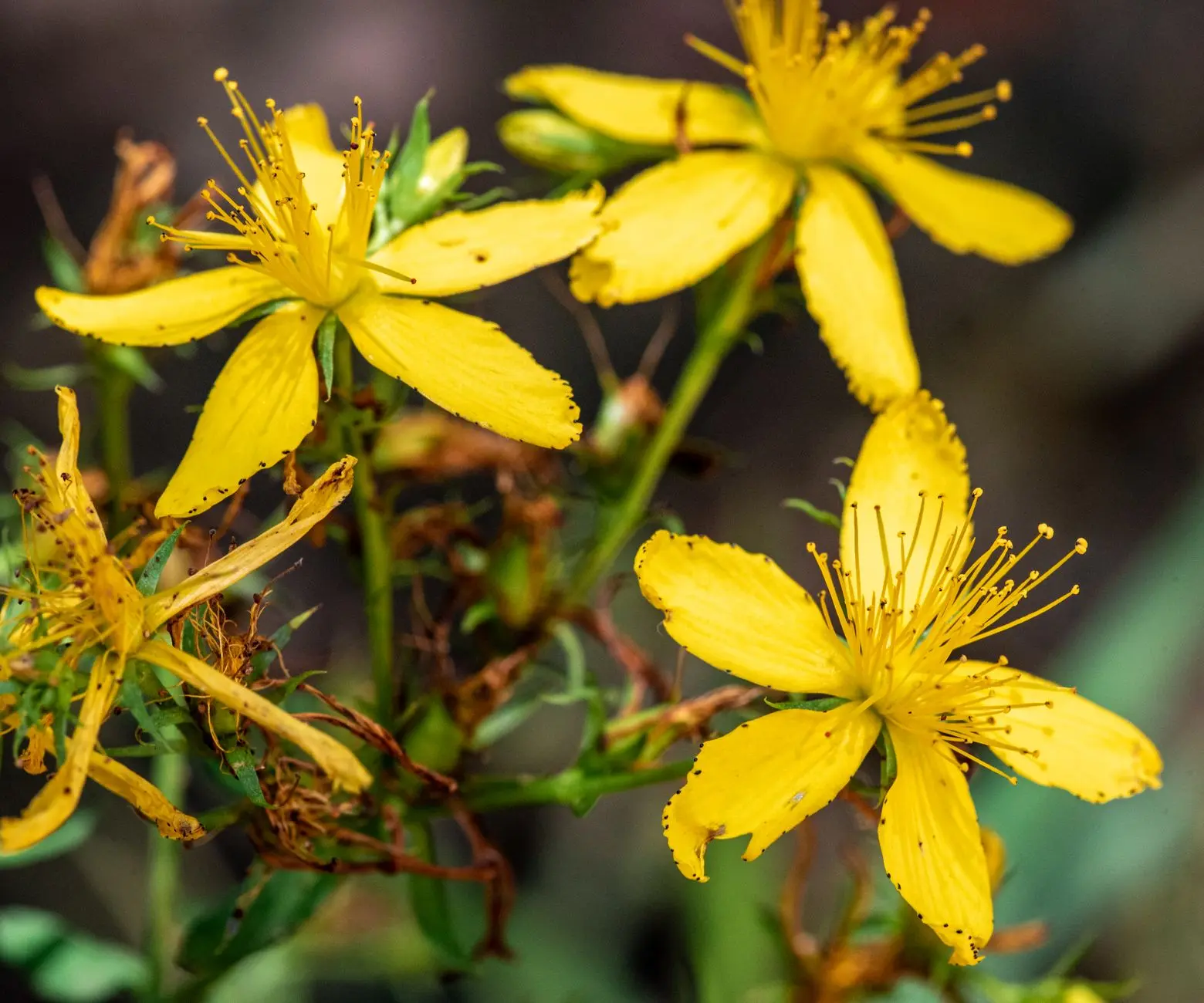Macro shot of blooming yellow St. John's Wort flowers with vivid color and texture