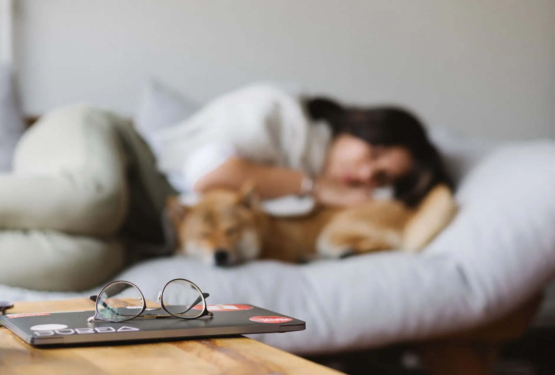 Unrecognizable female owner hugging adorable Akita Inu dog while lying together on comfortable couch near wooden table w